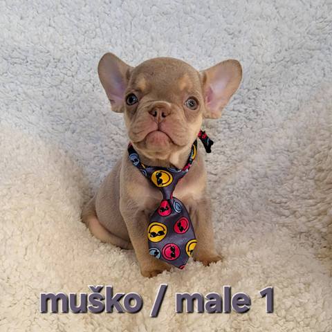 Francuski buldog, štenci egzotik boje